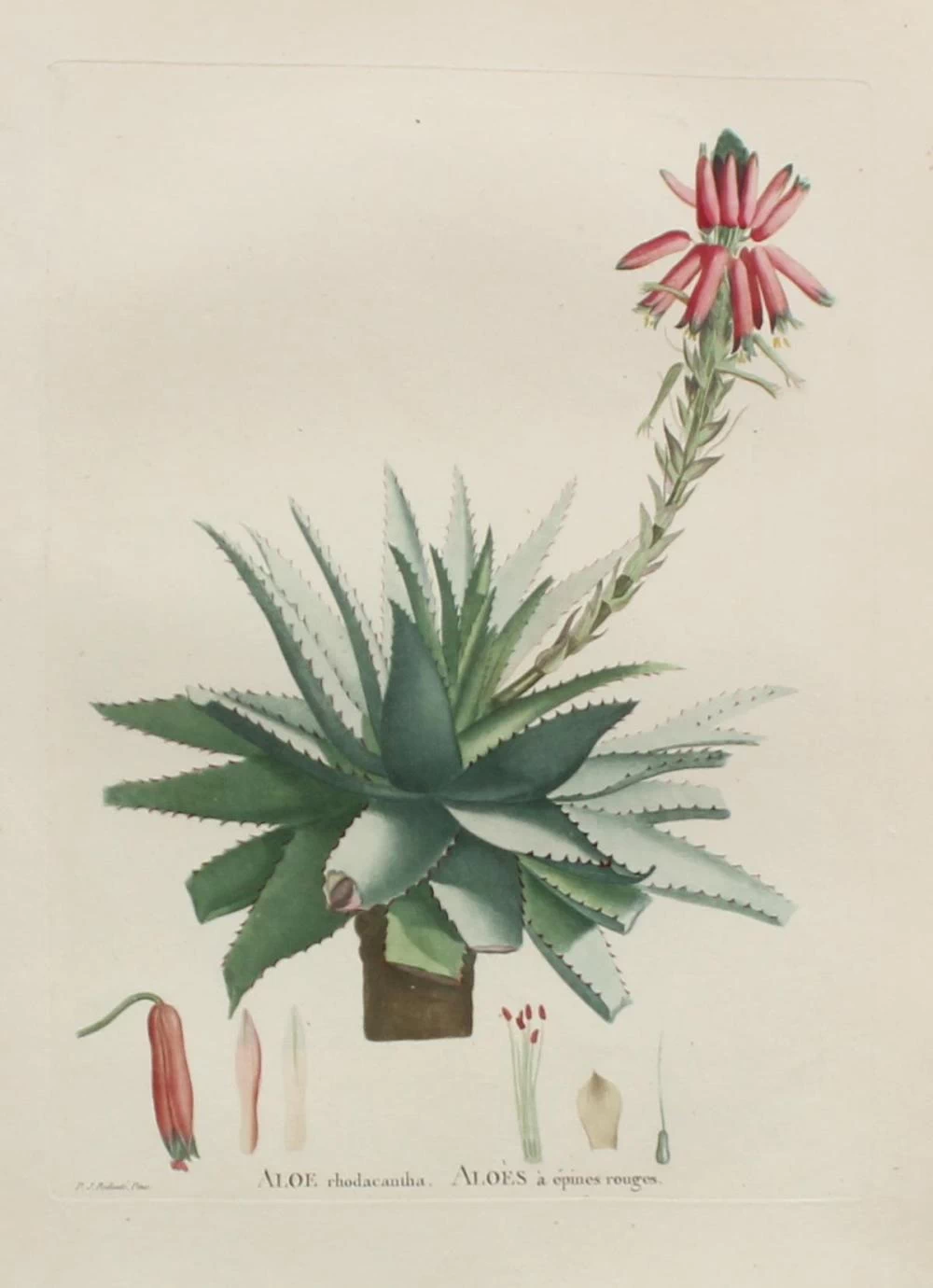 Aloe rhodacntha